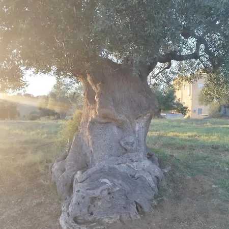 Massane Casa Ginosa